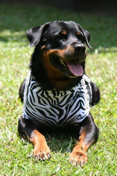 MPS Dog Medical Shirt Zebra Medium